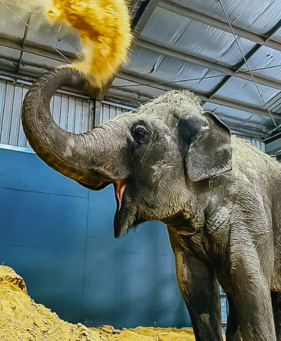 Burma Elephant last Ride