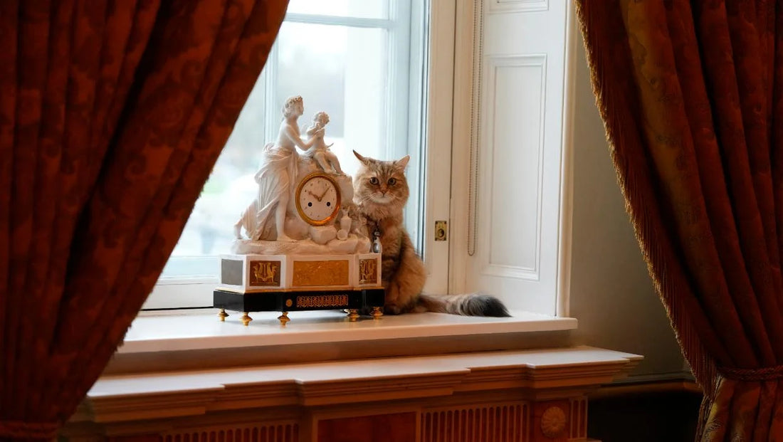 Cats are the Stars
