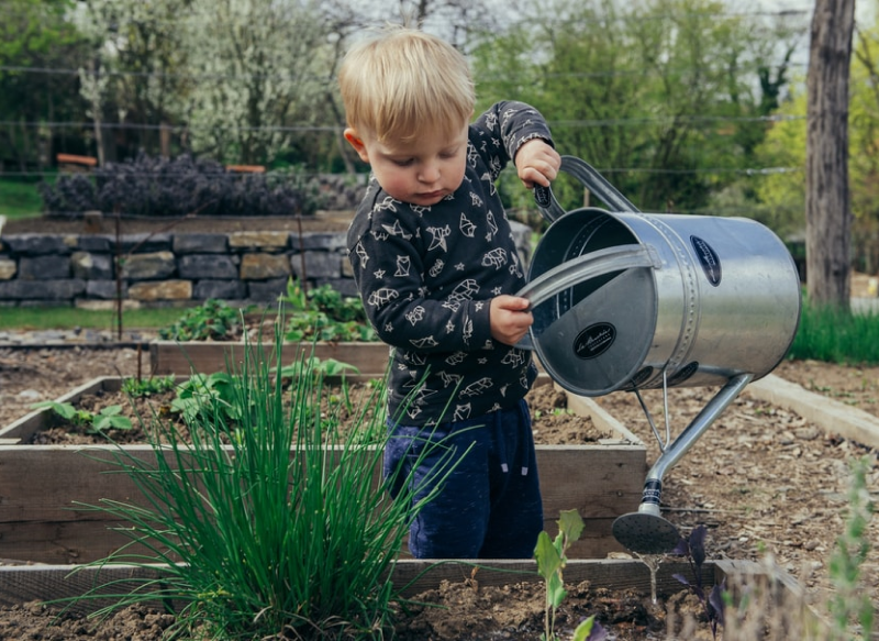 Veggie Garden