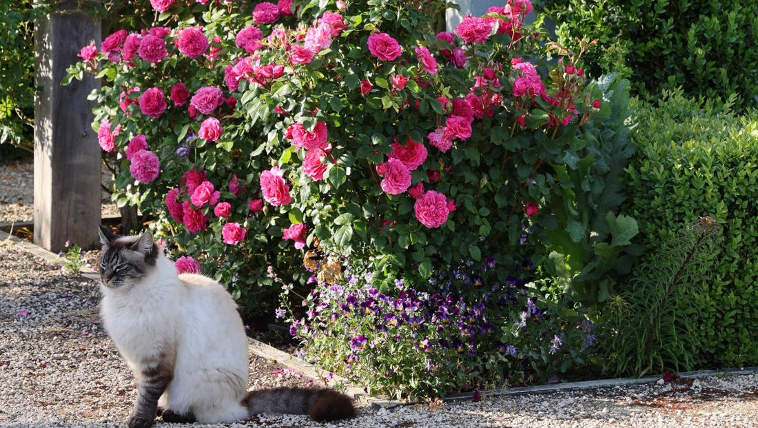 Guy Frederick article and photos of Tangleby Gardens