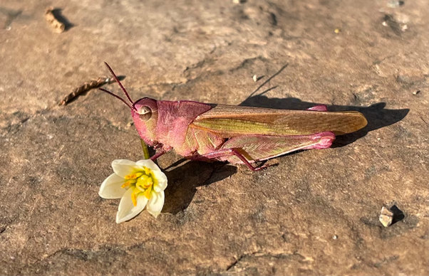 Pink Grasshopper