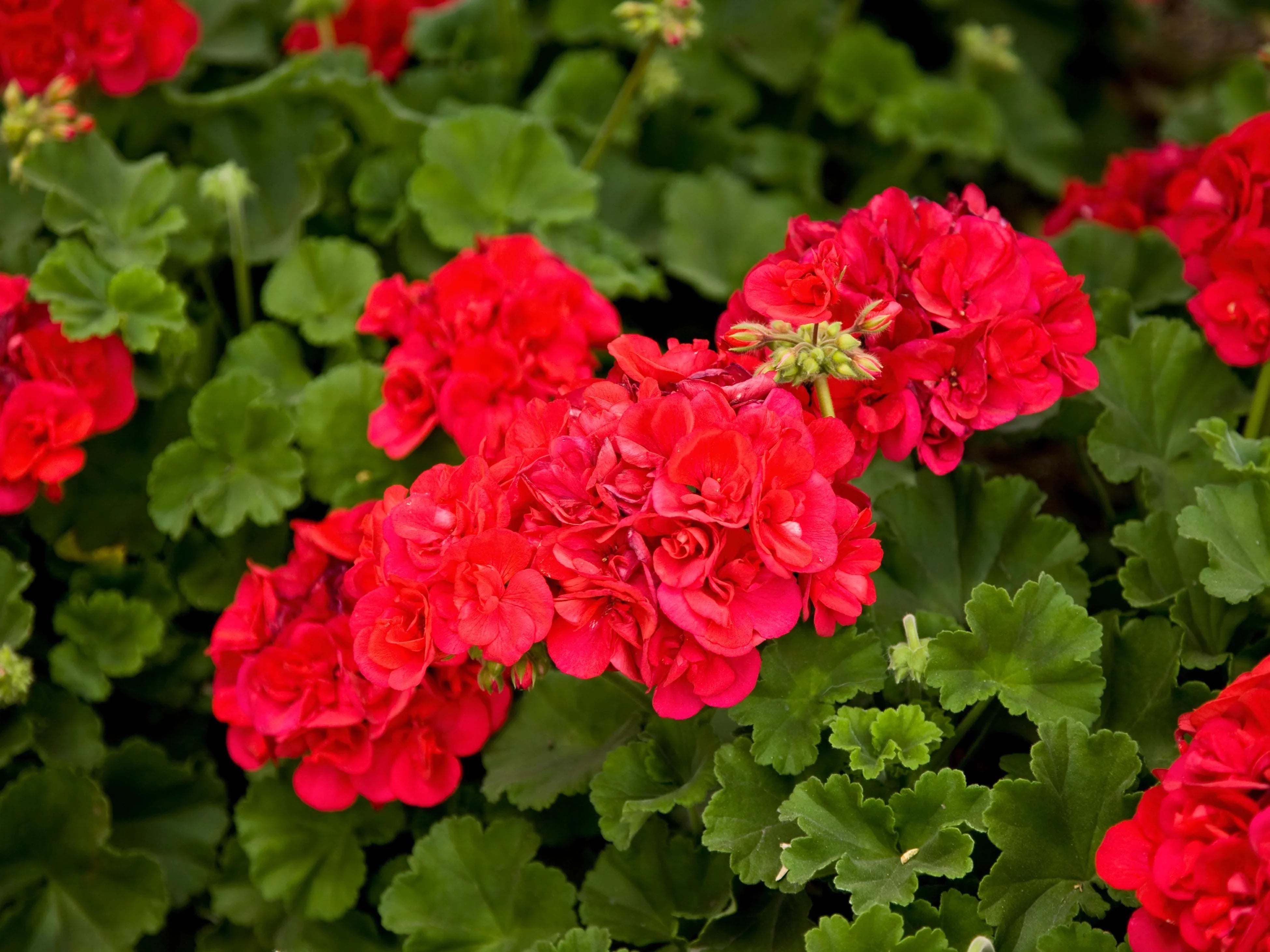 Geranium Care – Tangleby Gardens