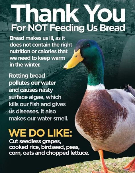 Duck Feeding – Tangleby Gardens